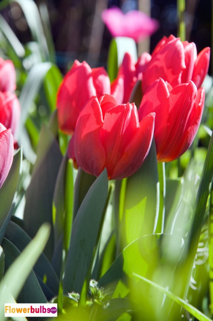 Couleur Cardinal tulip