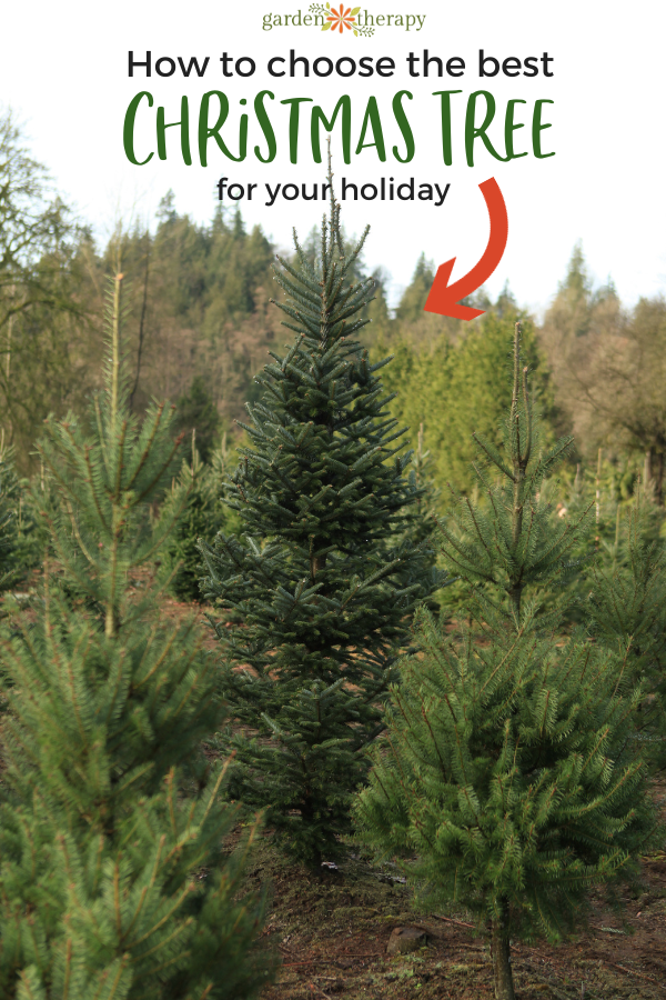 Pin image for how to choose the best Christmas tree for your family.