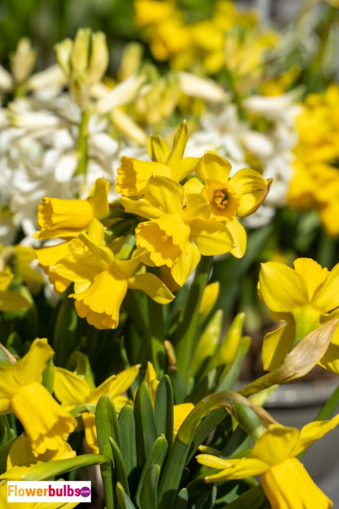 Narcissus Tete a Tete Tops