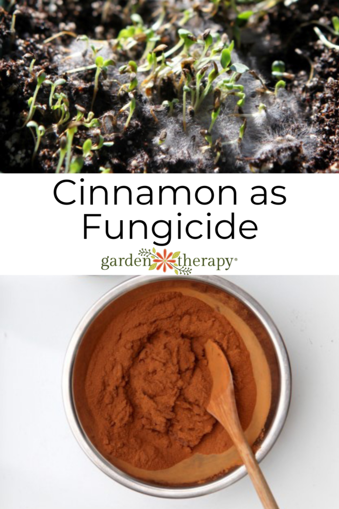 Pin image for using cinnamon as fungicide