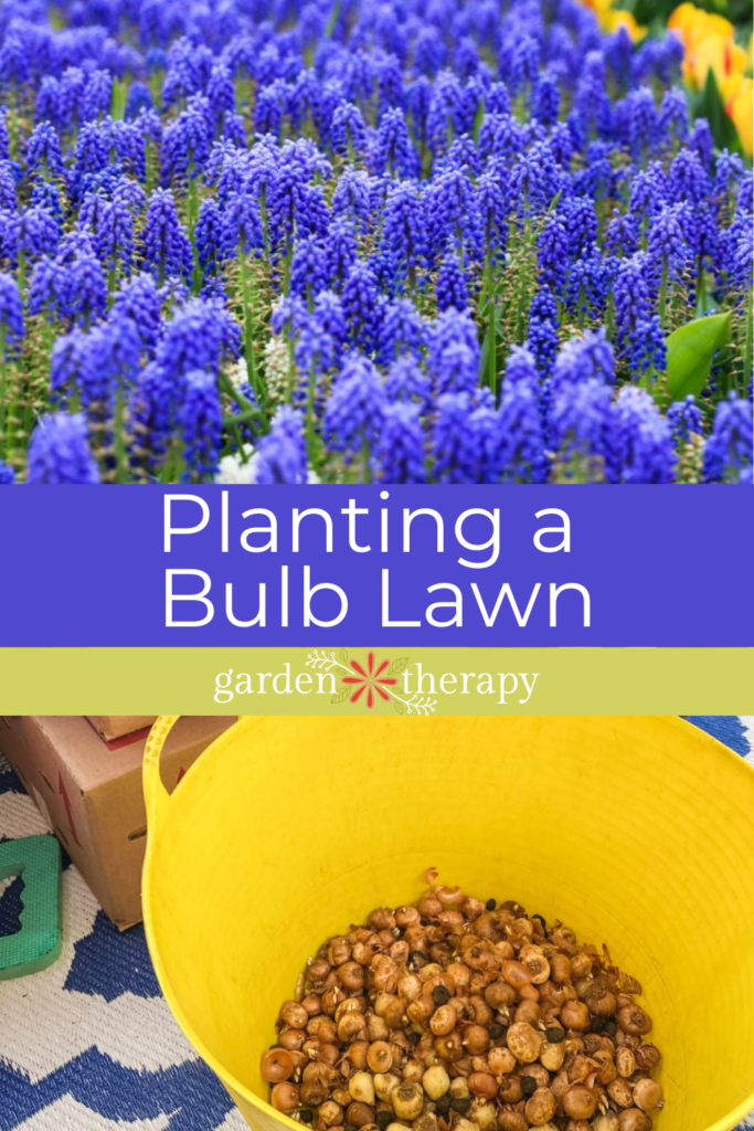 Pin image for how to plant a bulb garden in your lawn.