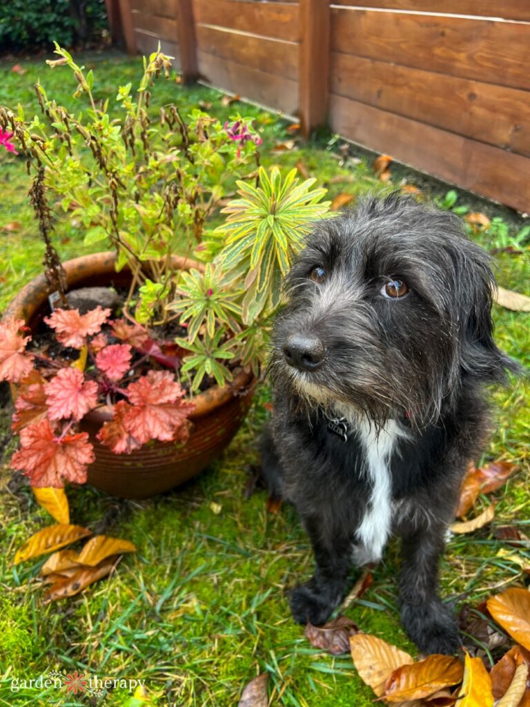 Ozzie the dog overseeing the bulb garden planting