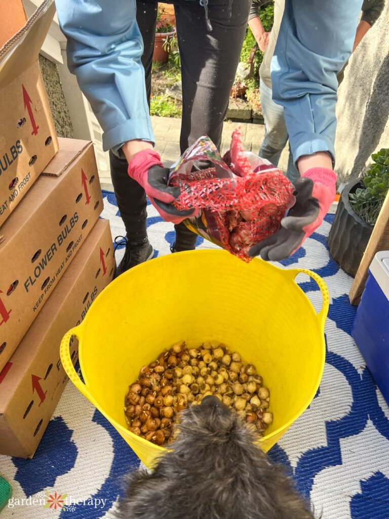 bulb garden mixture in a big yellow tub