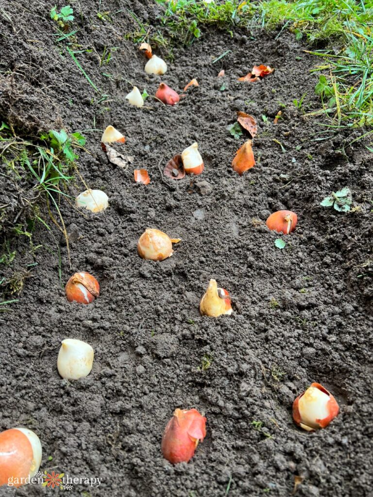 bulbs in dirt for a bulb lawn