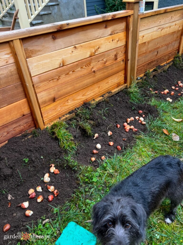 planting tulip bulbs for a bulb garden