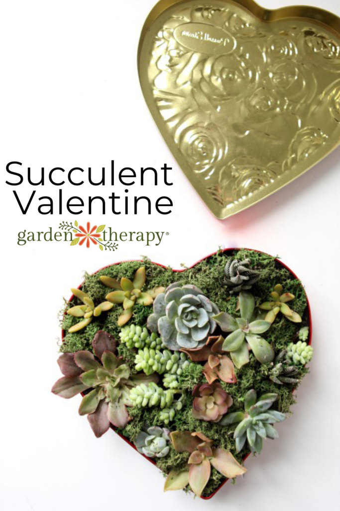Pin image for DIY succulent valentine's day gift