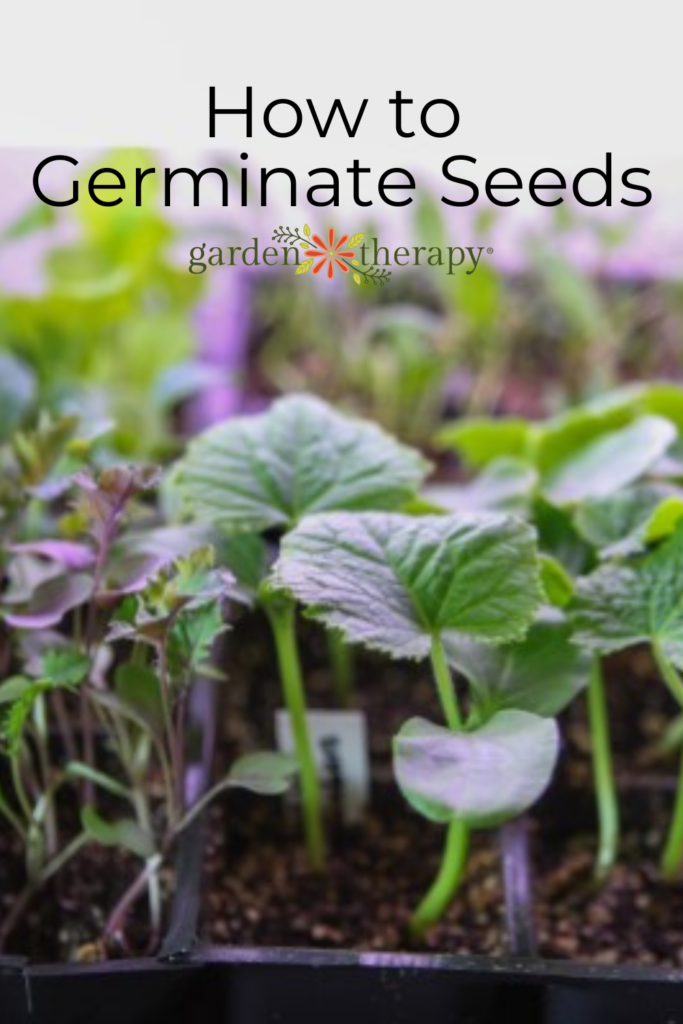 Pin image for how to germinate seeds