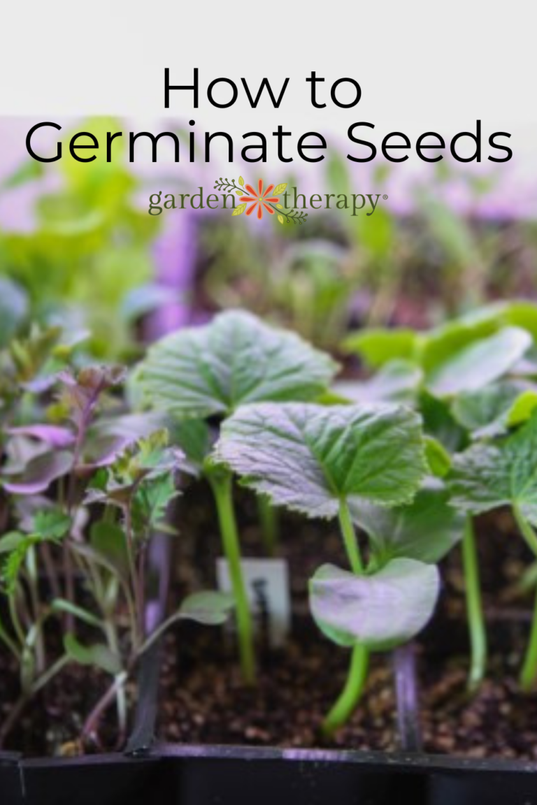 How to Germinate Seeds: 4 Steps to Master Germination - Garden Therapy