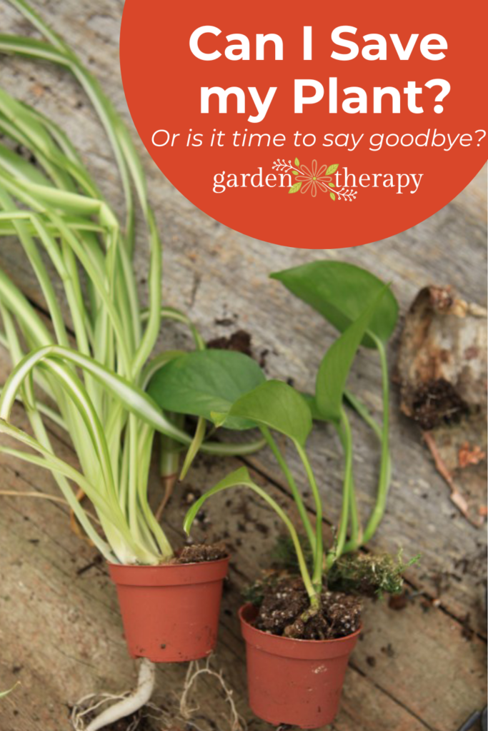 Pin image for "Can I Save my Plant?" and how to ditch the gardening guilt and say goodbye.