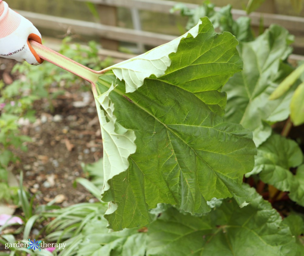 harvesting rhubarb leaf