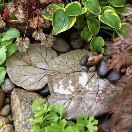 concrete leaf bird bath