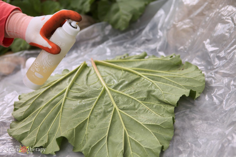 Rhubarb leaf bird bath step 3 spraying oil on leaf