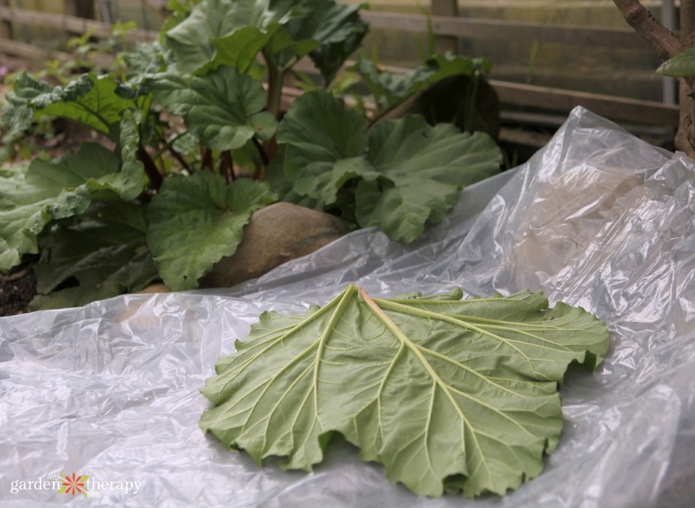 rhubarb leaf on plastic