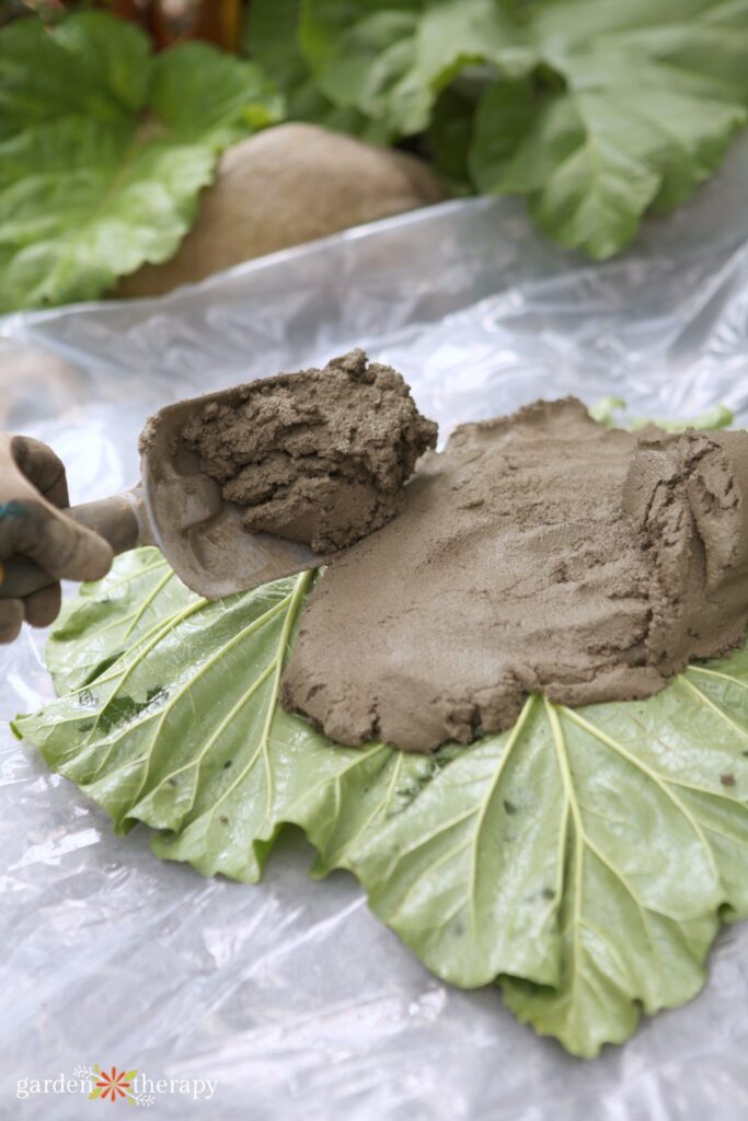 covering rhubarb leaf in concrete