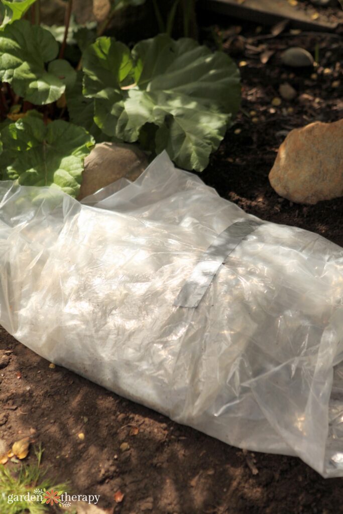 Rhubarb leaf bird bath wrapped in plastic