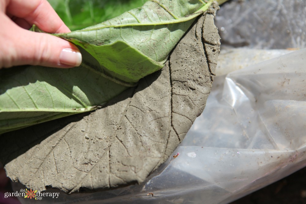 Rhubarb leaf bird bath step 7 removing rhubarb leaf