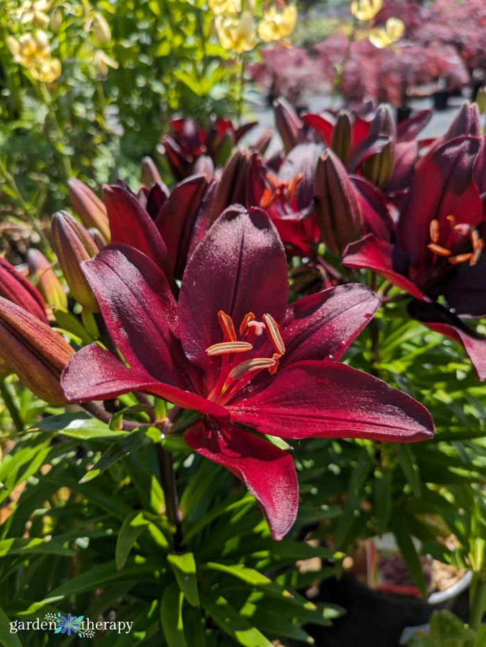 burgundy lily