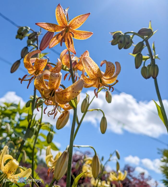 orange martagon lily