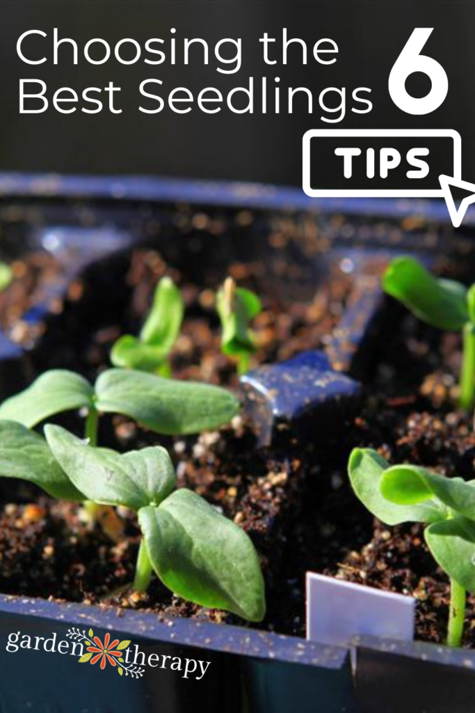 Buying plants: 6 tips for choosing seedlings for your garden