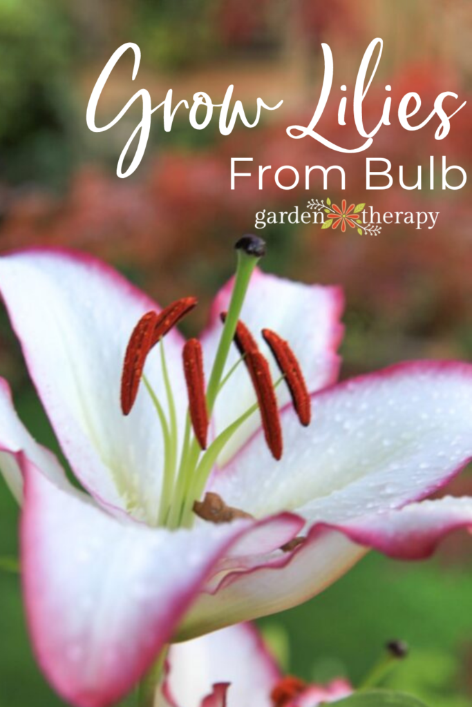 How to Grow Lilies From Bulbs