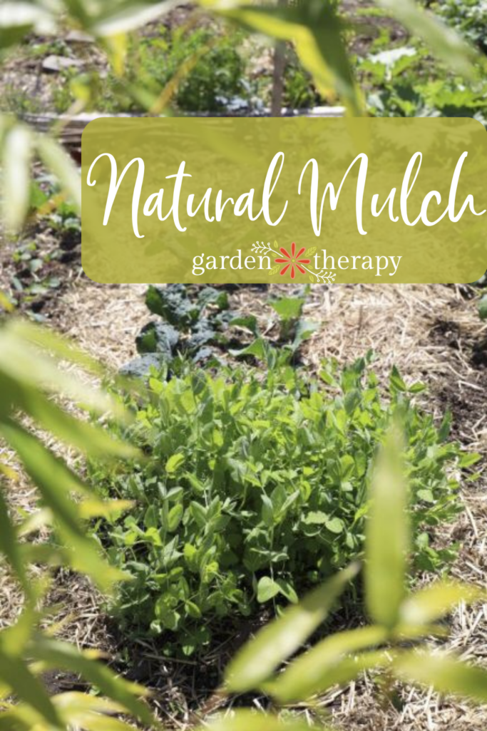 Try These 13 Natural Mulches & Ditch the Dyed Bark and Rubber!