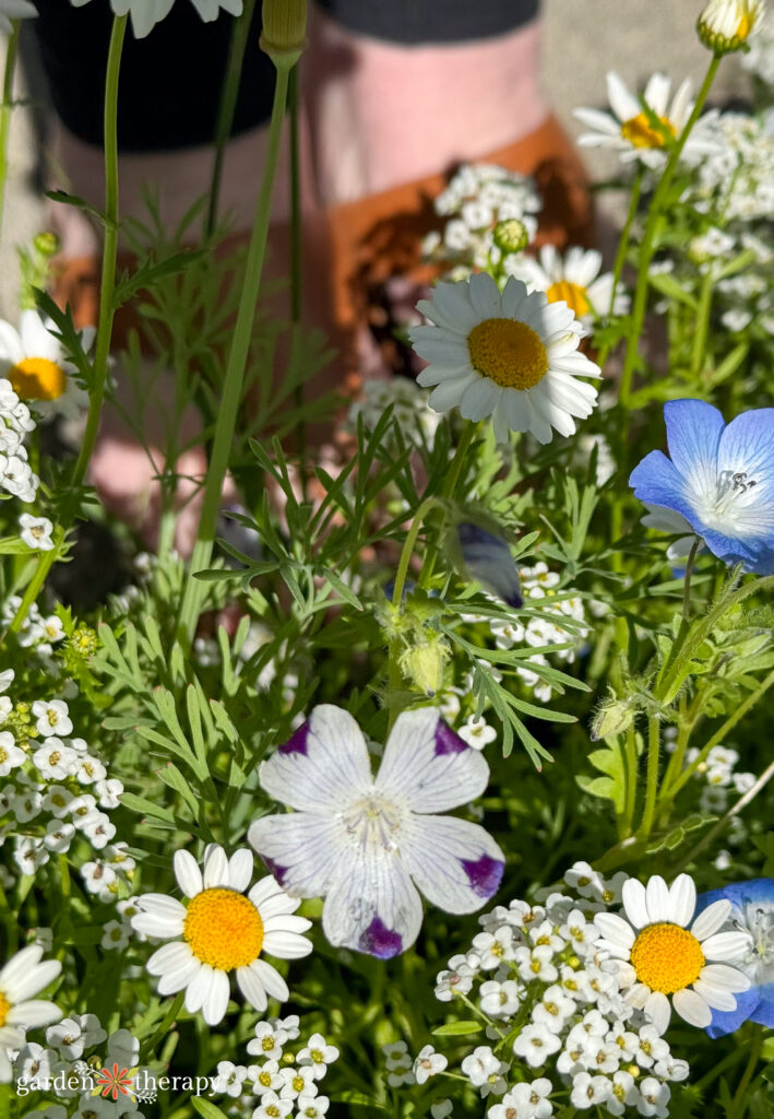 Wildflower lawn