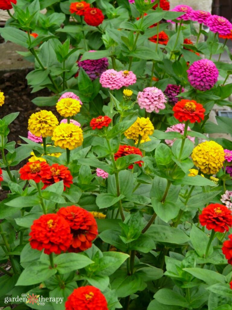 zinnia assortment of colours