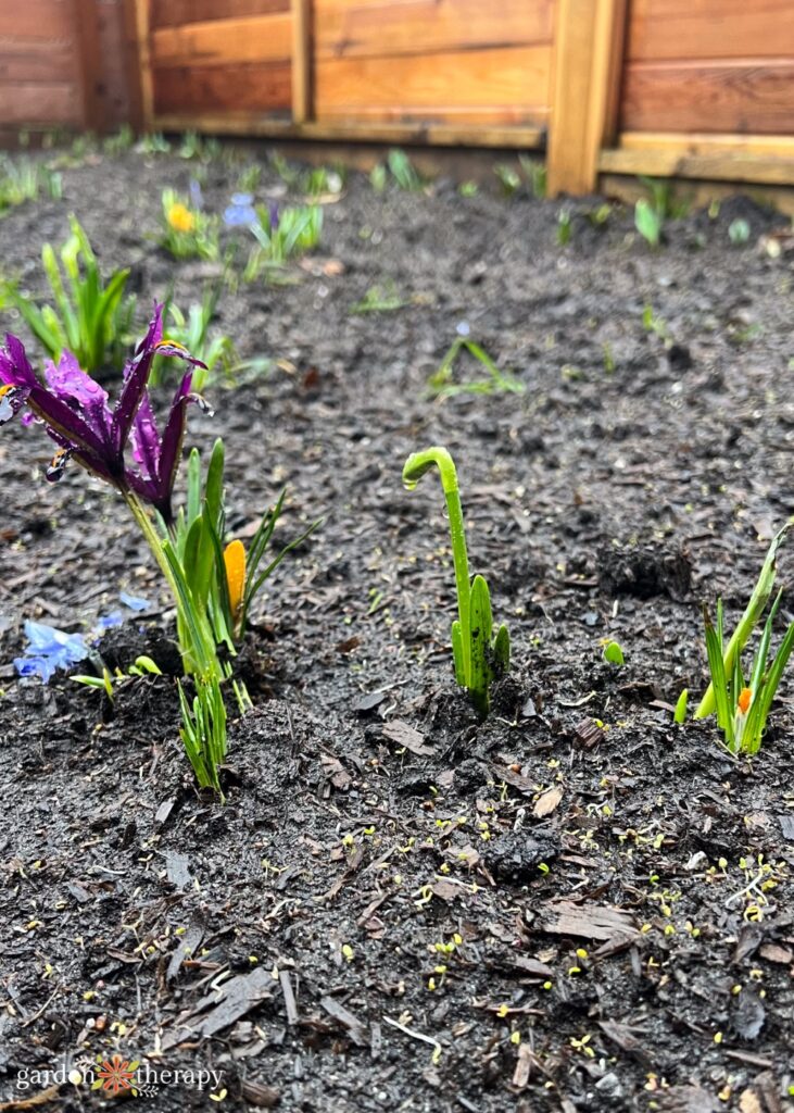 bulbs poking up amongst top soil