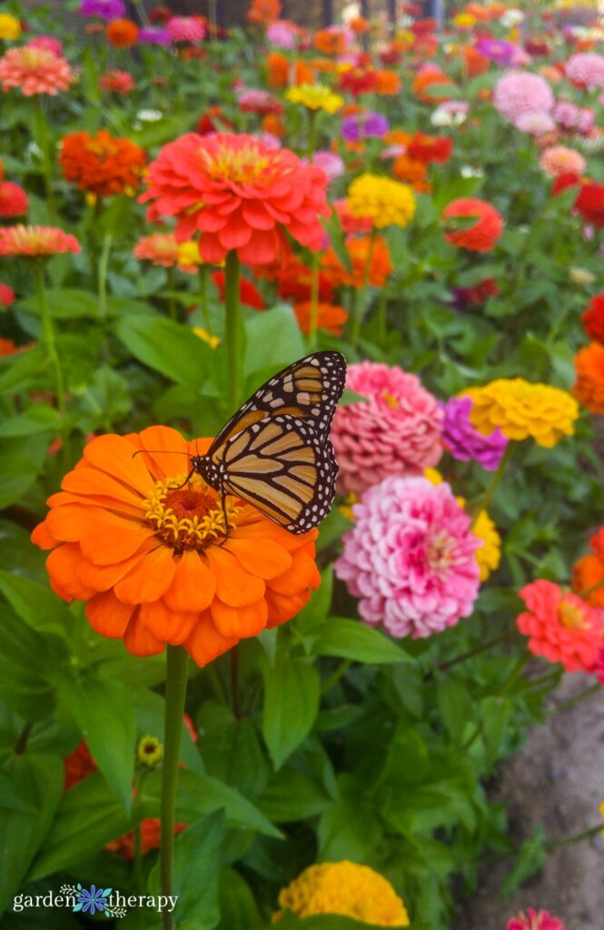 butterfly on zinnia