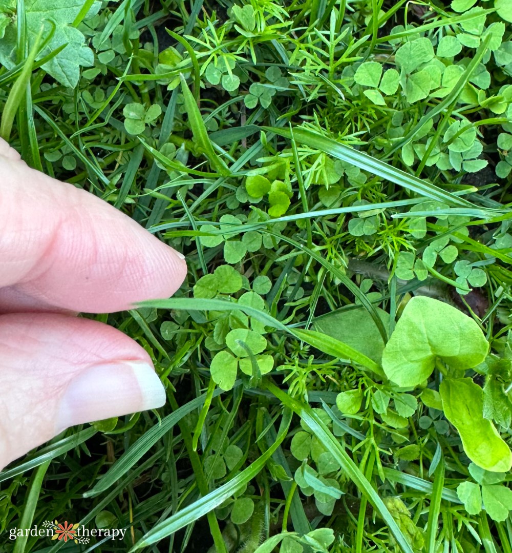 clover eco lawn