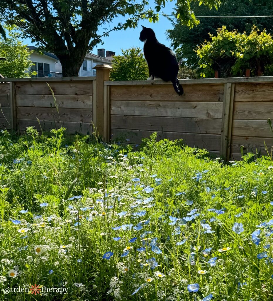 cat atop of fence next to eco lawn