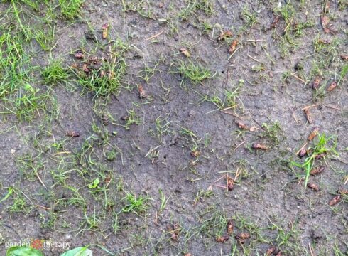 Trying to Grow a Lawn in Shade? Try This Instead - Garden Therapy