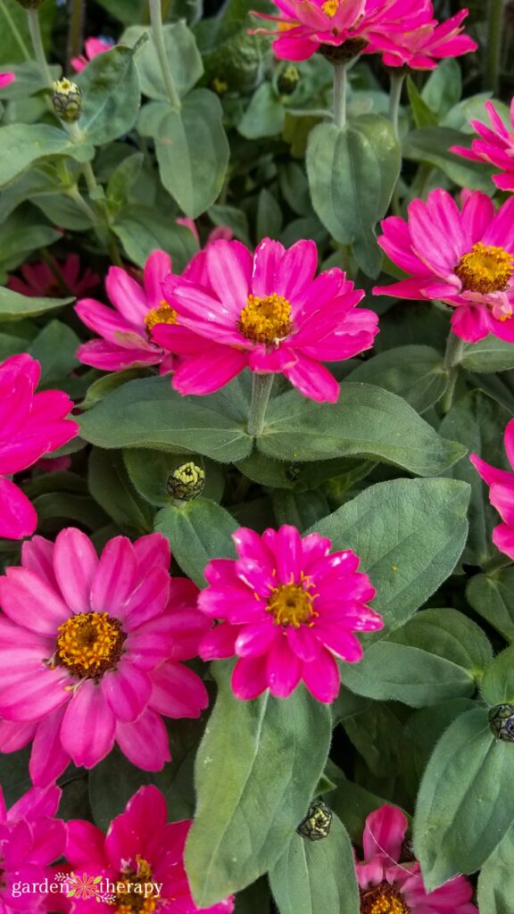 pink zinnia flowers