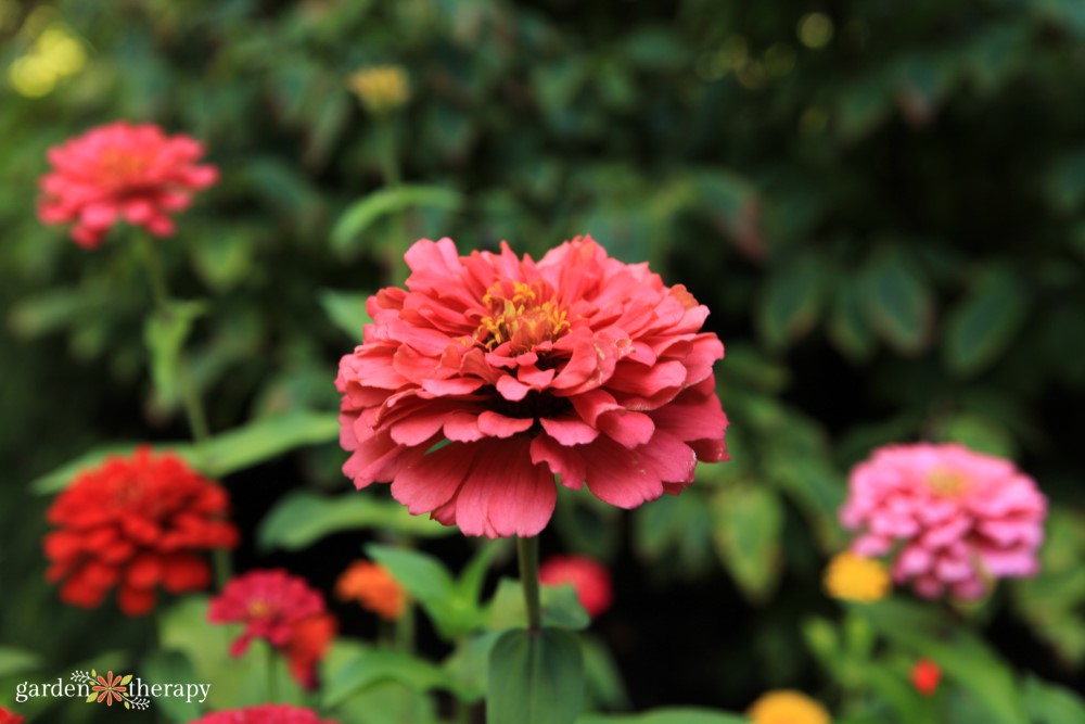 how to grow zinnias