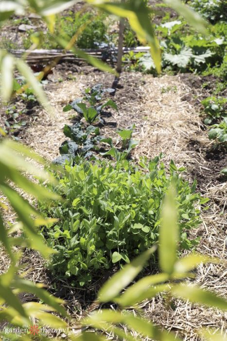 straw natural mulch in the garden