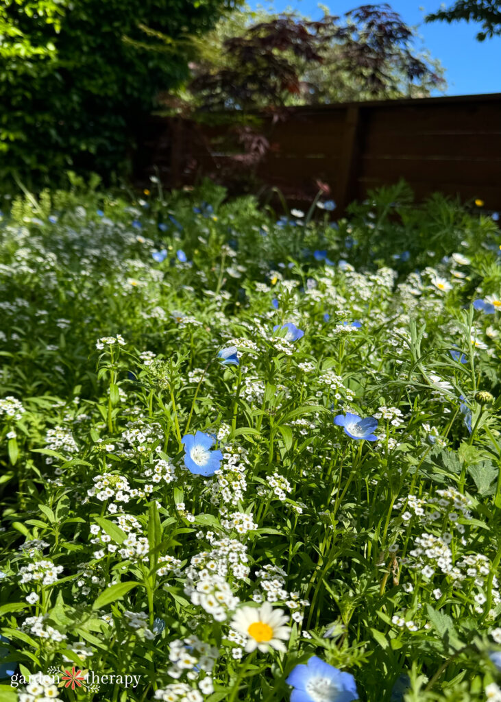 wildflower lawn blooming