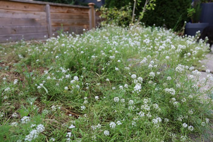 wildflower lawn sweet alyssum in winter