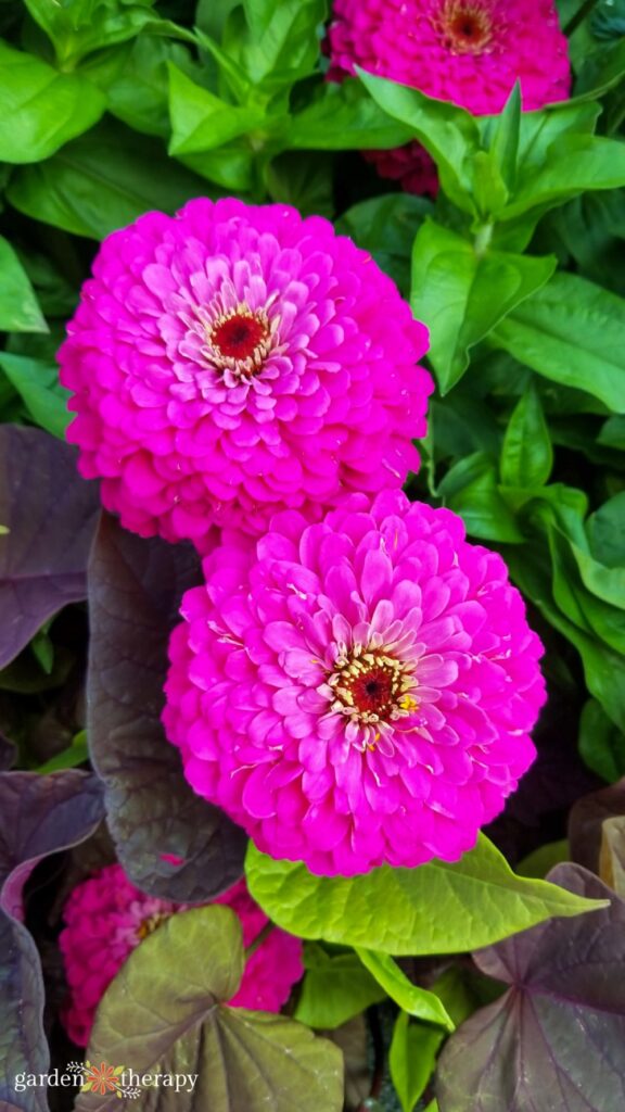 how to grow zinnias in containers