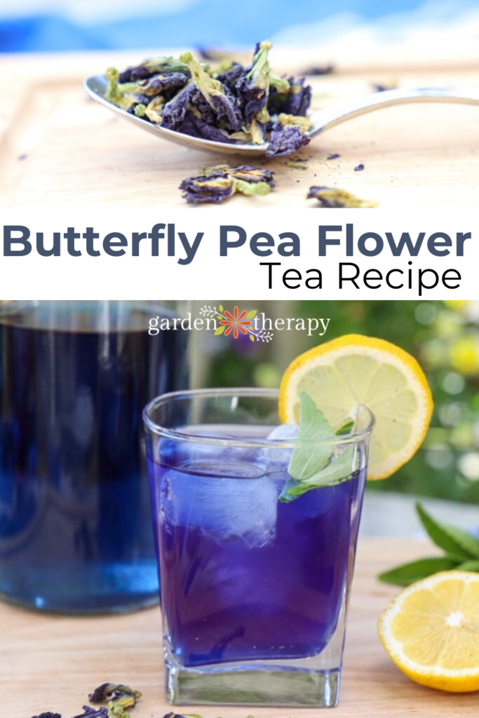 Pin image for how to make a butterfly pea flower tea recipe.