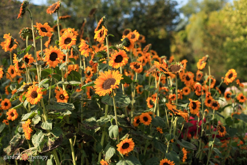 branching sunflowers