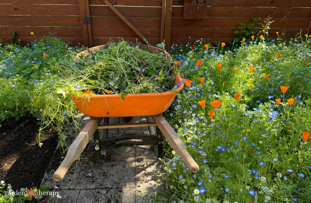 digging up wildflower lawn with wheelbarrow