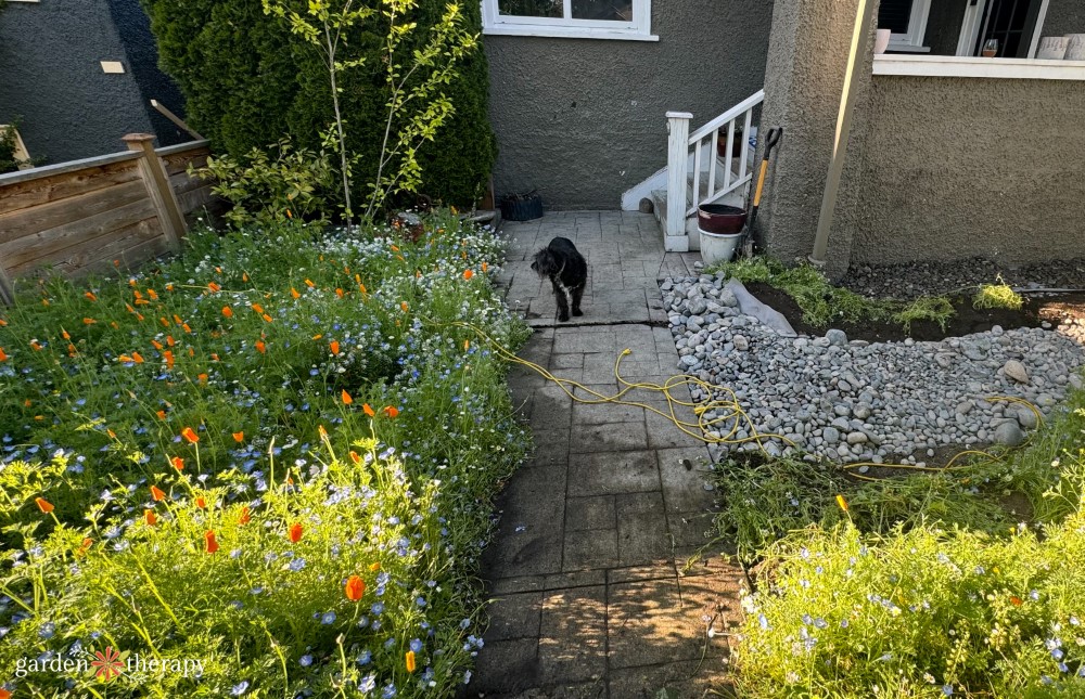 Ozzie the dog standing next to the dry river bed