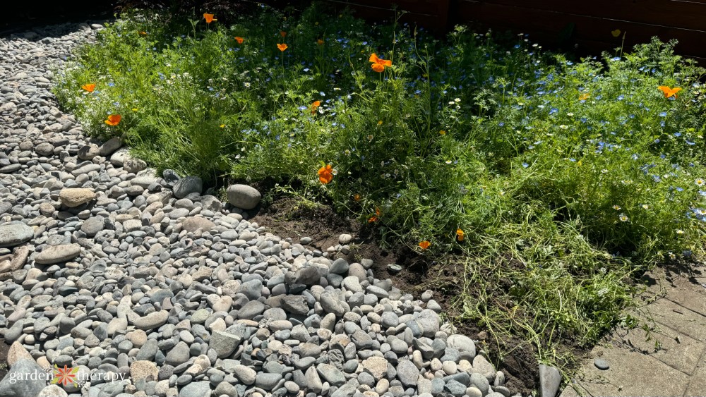 dry river bed next to wildflower lawn