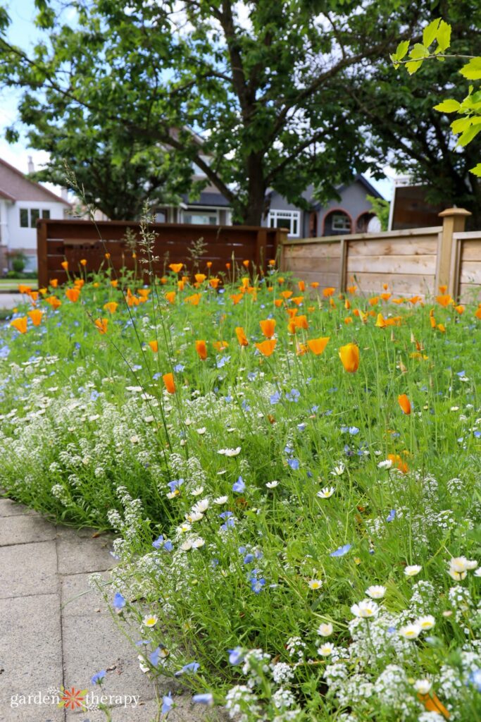 wildflower front lawn