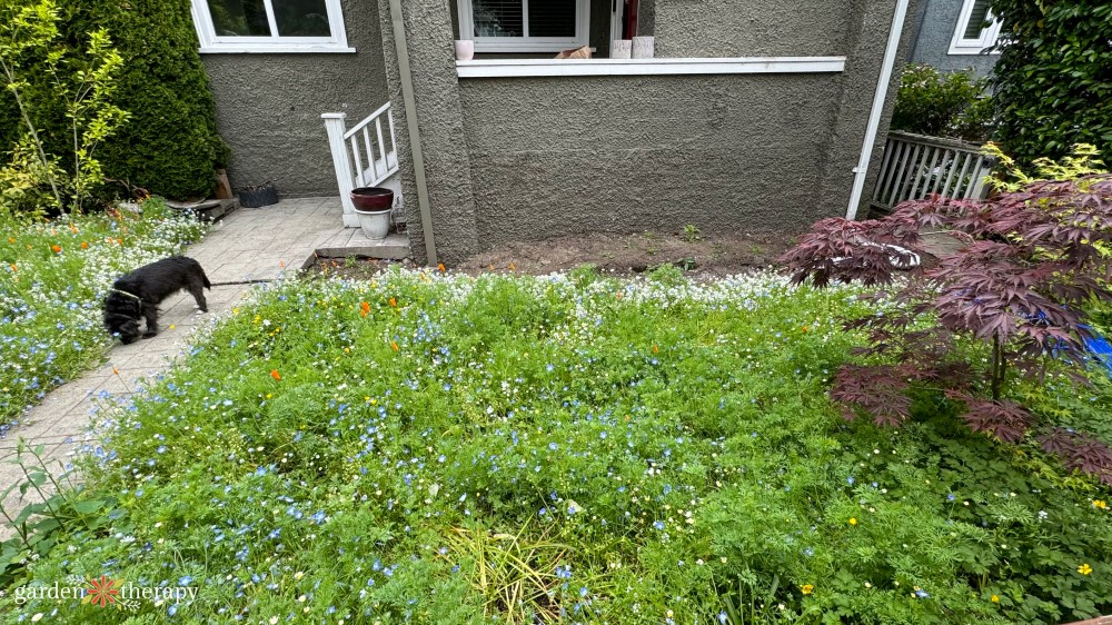 wildflower lawn early stages