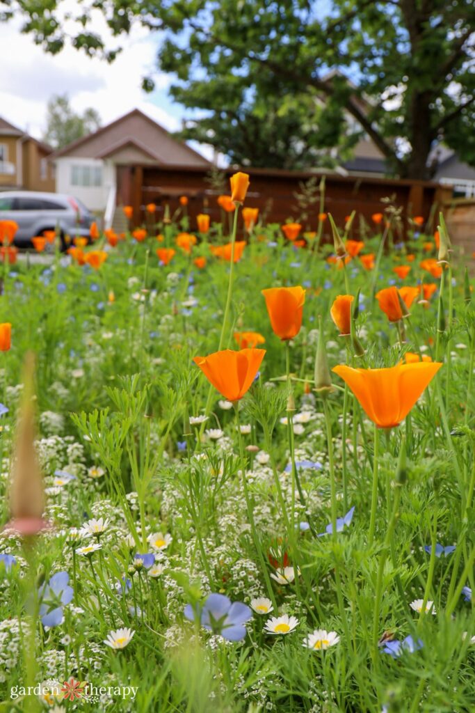 wildflower lawn