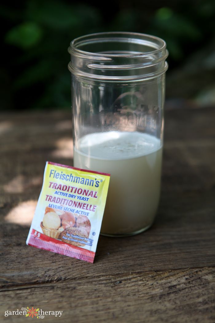 yeast sugar water