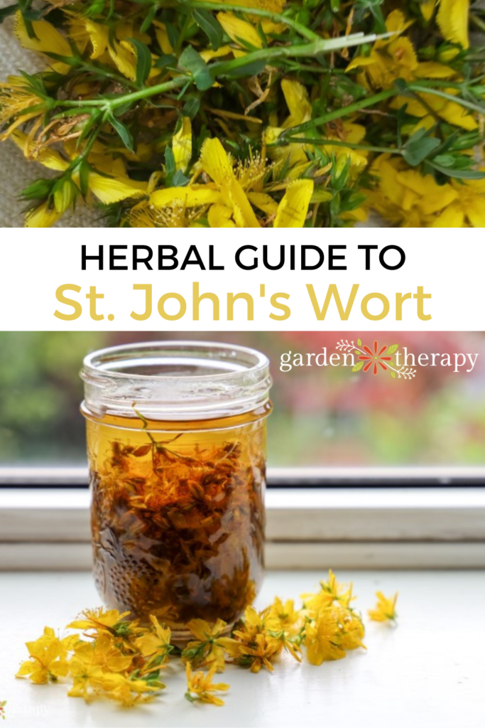 Herbal Guide to St. John’s Wort