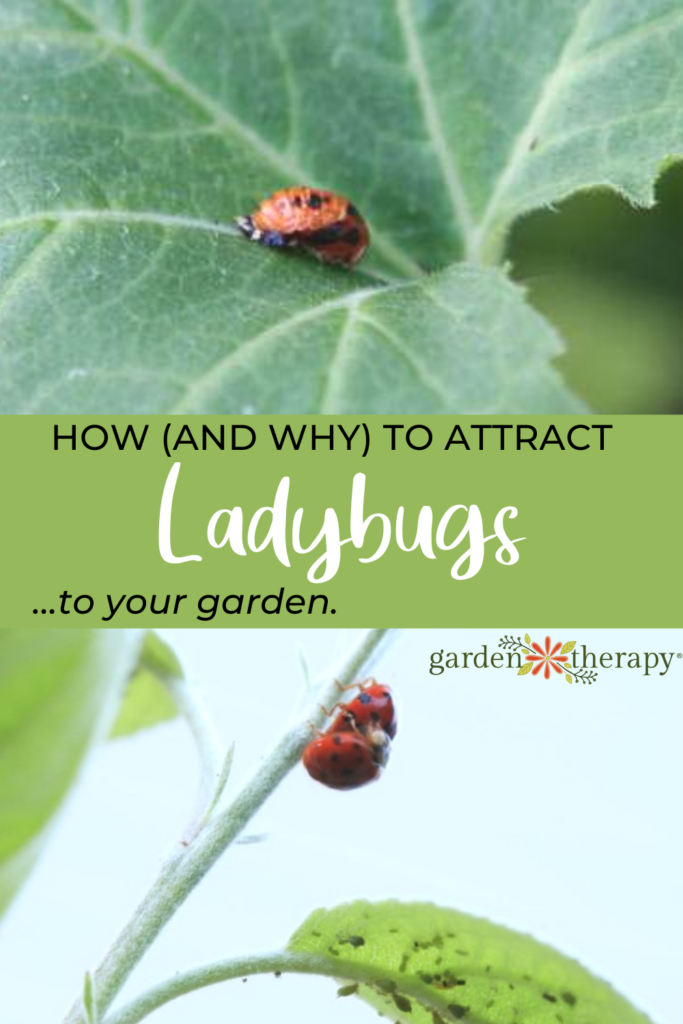 How to Attract Ladybugs to Your Garden + Why You Should