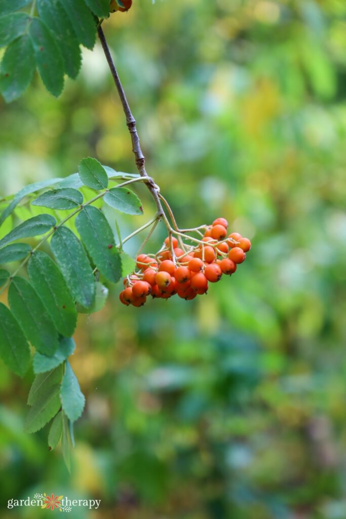 native berries on the North Shore